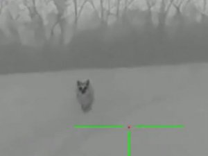 испытали тепляк лису засняли