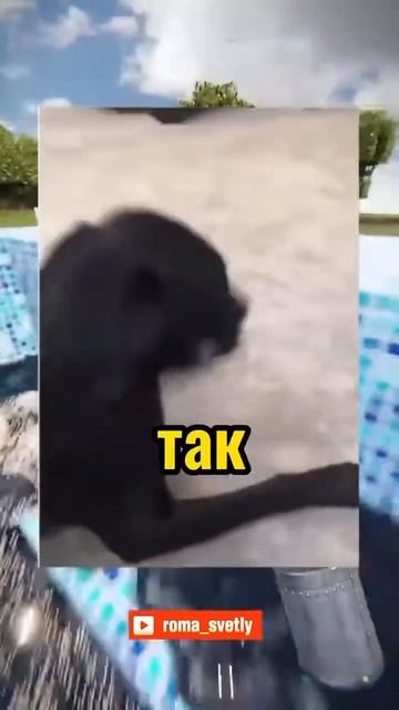 Вирусные видео/собока кричит хелп😭😭 смотреть онлайн