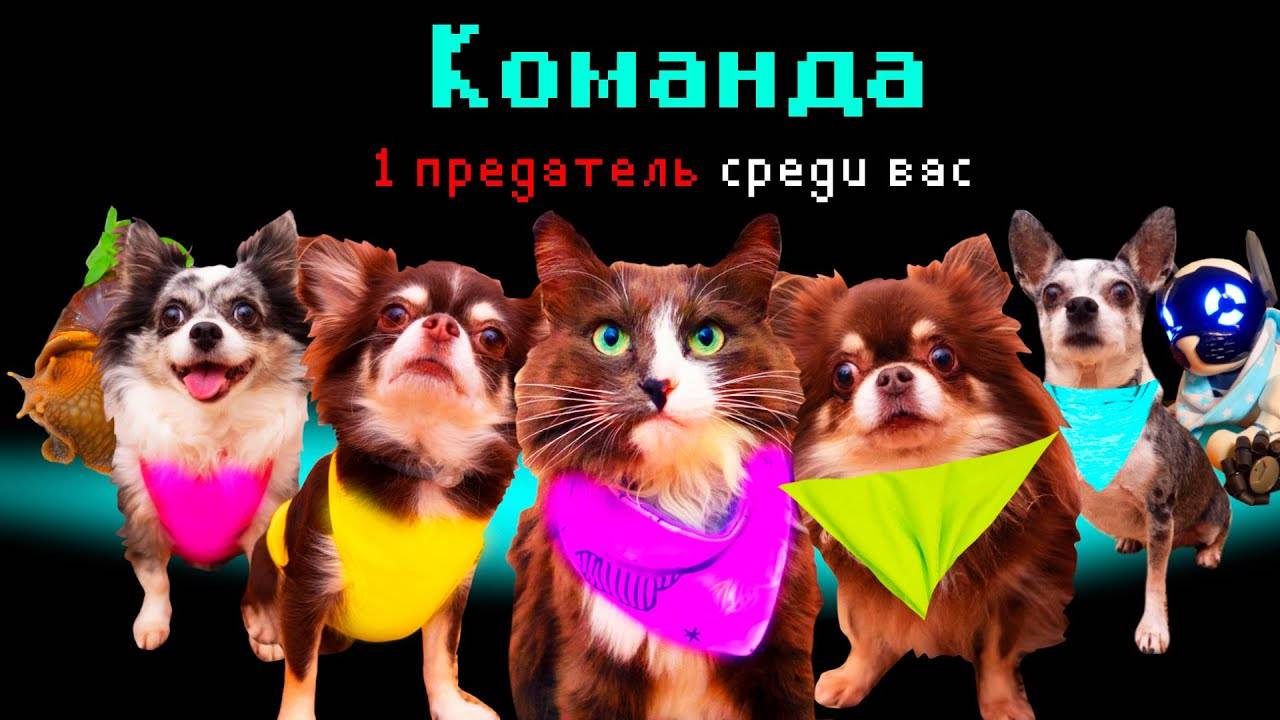 Among Us в реальной жизни! Кто предатель? Кошки и собаки!