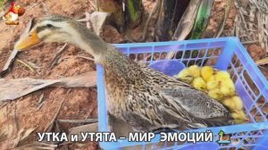 Утка и Утята – мир нежных эмоций 🦆🤗❣️часть (29)