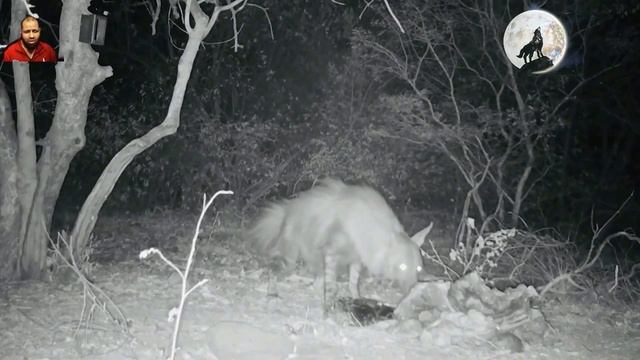 الاسد قاتل الضباع ضد الصياد 😱🔥👍👌 الجزء 1 смотреть онлайн