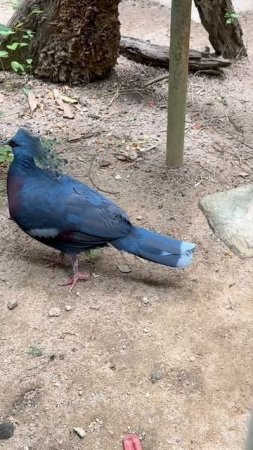 Victoria crowned pigeon in Khao Keow open zoo #thailand #openzoo #victoriacrownedpigeon