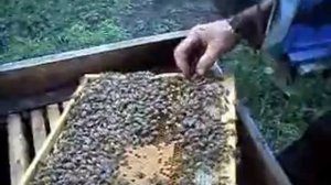 Уроки пчеловождения ч.3