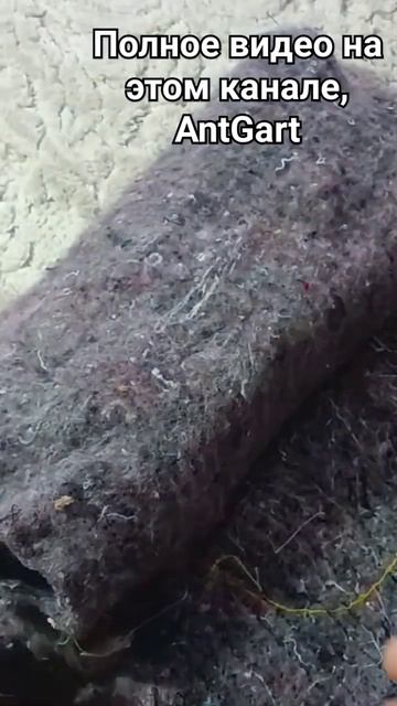 муравей за 23000 рублей распаковка. экзотические муравьи. и carebara diversus #ants #муравьи #short смотреть онлайн