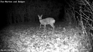 красавица наводит марофет, косуля #deer #дикаяприрода #wildlife #trailcamfootage