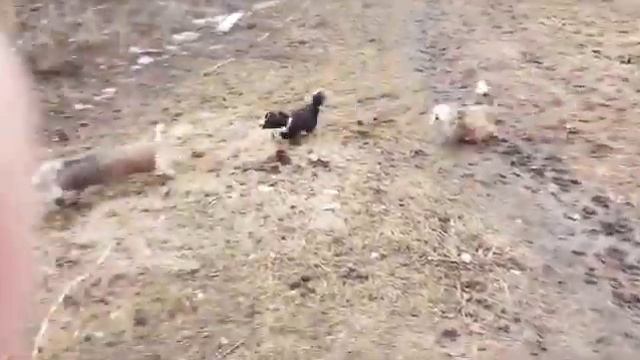 Догонялки!🐶🐷Минипиги, минипиг, микропиги, микропиг, minipig, micropig, поросята, питомник, Рязань смотреть онлайн