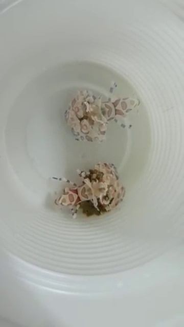 Hymenocera picta / elegans смотреть онлайн