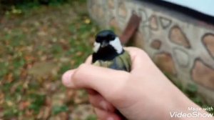 ЛОВИМ СИНИЦ