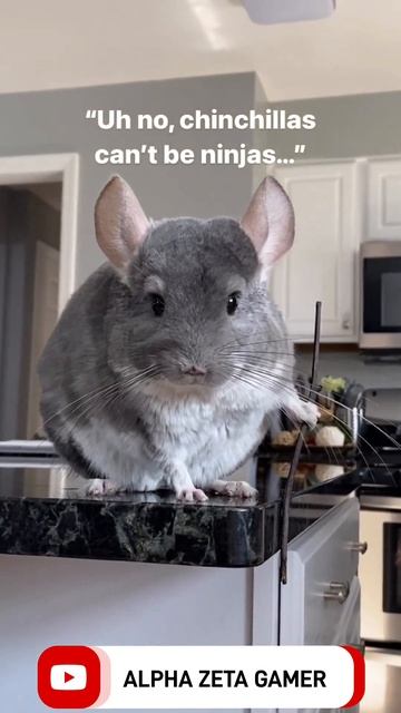CHINCHILLA NINJA 🥷 #short #shorts смотреть онлайн