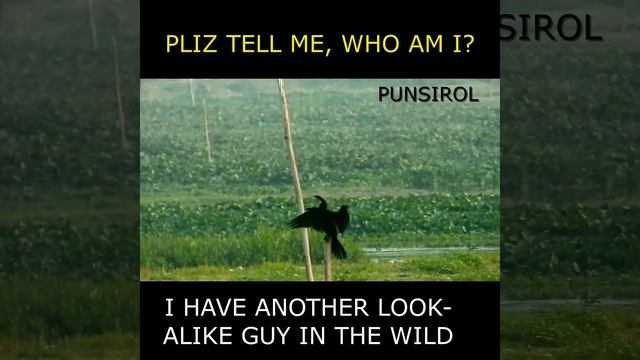 Anhinga Bird Flapping her wings 🐦🐦🐦💥💥💥 #birds #nature #birding смотреть онлайн