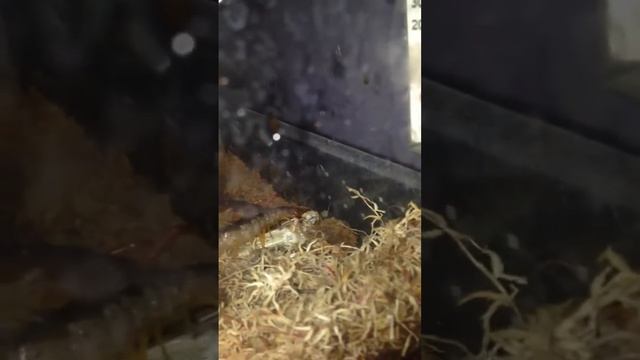 Scolopendra subspinipes first meal смотреть онлайн
