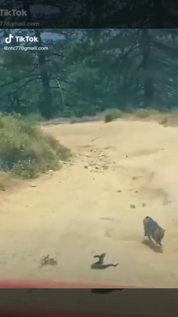 Fox vs snake 😂😂😂😂😂😂 смотреть онлайн