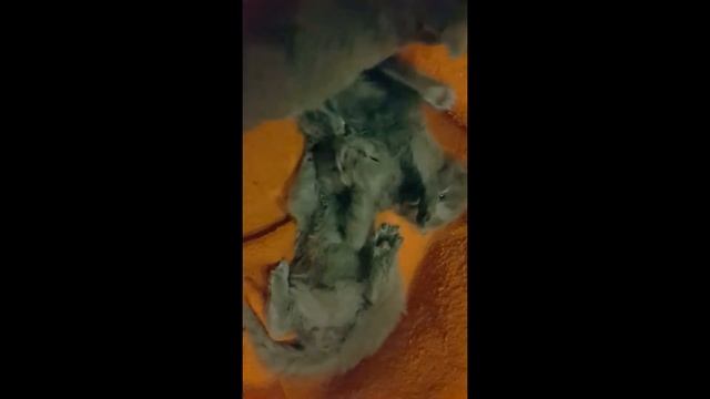 Британские вислоушки часть вторая смотреть онлайн