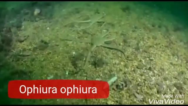 Apa itu Bintang Ular? Mau tau? Ini dia penjelasannya смотреть онлайн