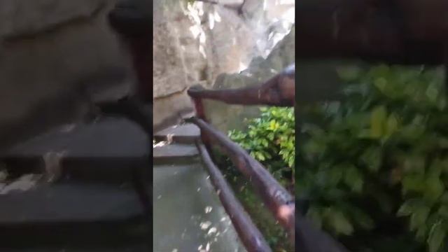 Гориллы скелет динозавра и поход на гору в Зоопарке смотреть онлайн