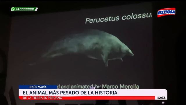 🔴🔵Perucetus Colossus: El animal más pesado de la historia de la Tierra fue encontrado en Perú смотреть онлайн