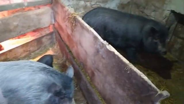 Цветы в сарае!!!Ох уж этот март!! смотреть онлайн