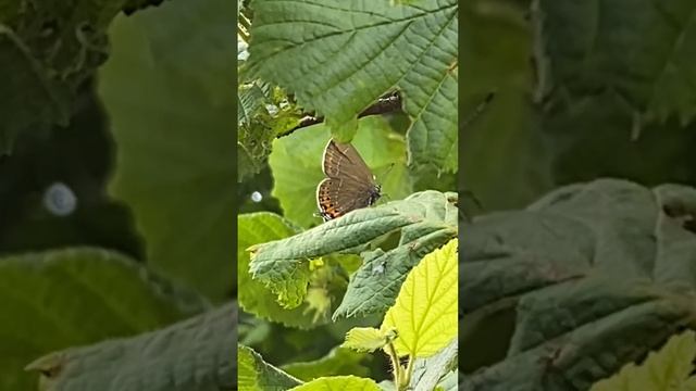 Black Hairstreak, Satyrium pruni, Pruimenpage, Vijlen, L, the Netherlands, 23 June 2023 (2/2) смотреть онлайн