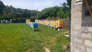 🐝 В гостях у Братьев Марченко❗ Взяли неплодных маток. 24.05.2023 #пчелы #пчеловодство #матководство