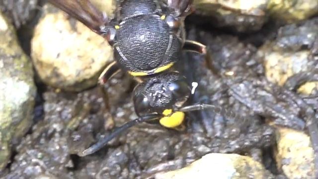 RX10M３で４K動画を撮ってみた３７〈ハチ編〉
ー　ミカドドロバチ　梅雨の中休みに　ー смотреть онлайн