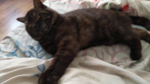 Макс рвёт подушку. Британский кот.Британская Короткошёрстная. Британские котята.Британская Кошка.