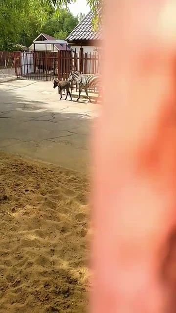 Зебра Ванда и её малыш зебра+осел смотреть онлайн