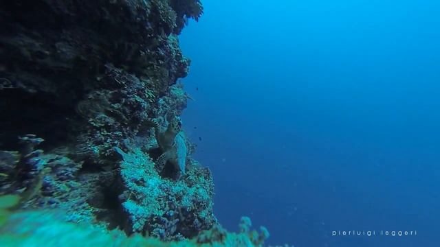 Turtle selfie ;) смотреть онлайн