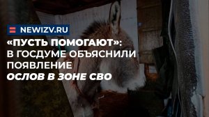 «Пусть помогают»: в Госдуме объяснили появление ослов в зоне СВО