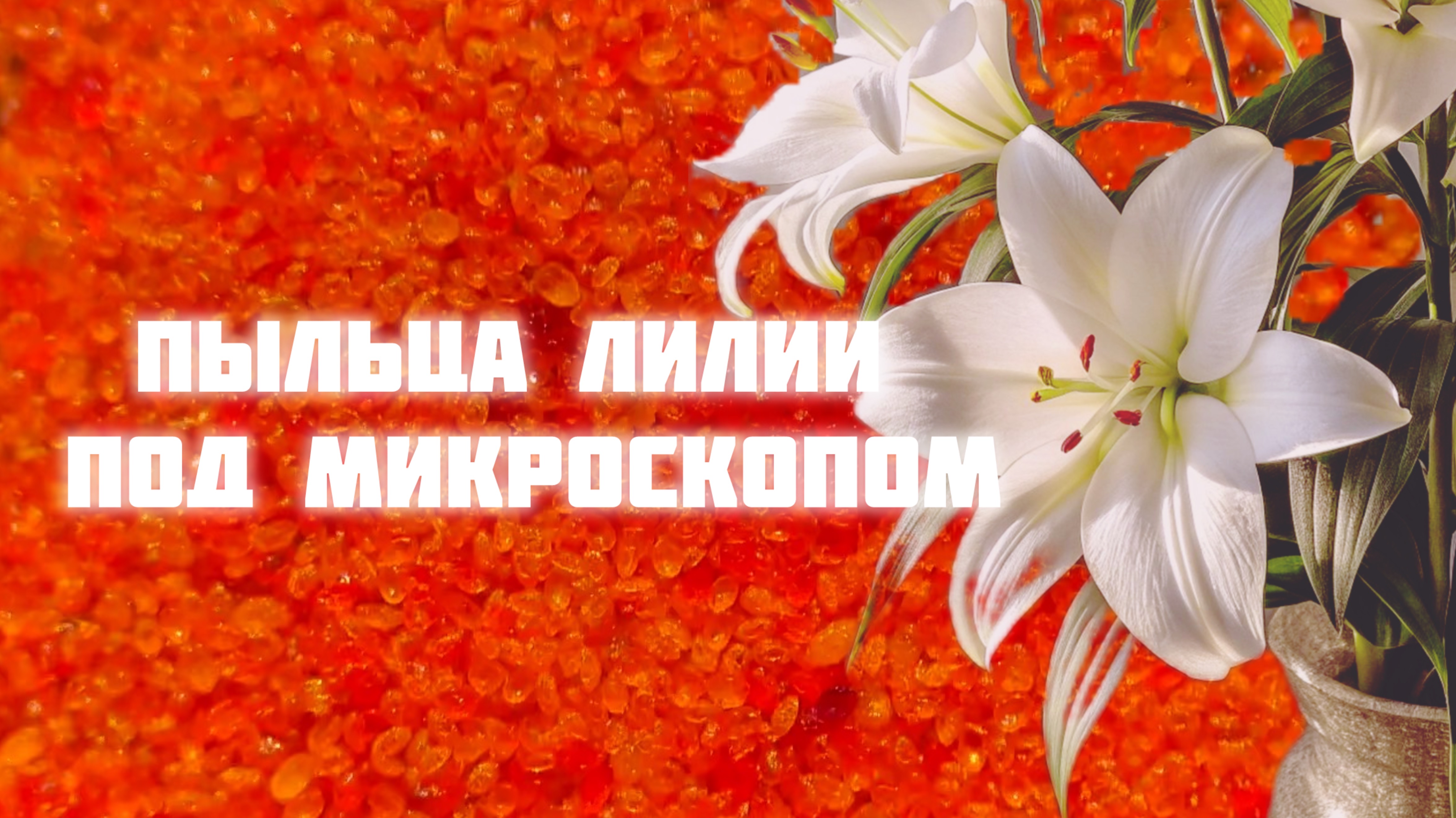Пыльца лилии под микроскопом| Пыльца под микроскопом