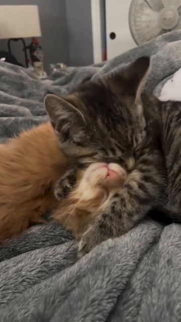 вот так будет любовь 😁🌴💌 #юмор #приколы #шутки #москва #новосибирск #новости #сочи #татарстан #уфа смотреть онлайн