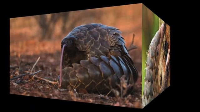 Chinese Pangolin P1 смотреть онлайн