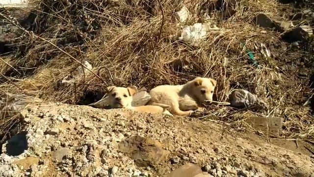 Щенки бездомной собаки смотреть онлайн
