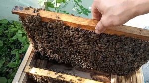 Сделал отводок с маточником