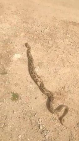 Anaconda 😳 baby #shorts#baby#viral#snake#shortvideo