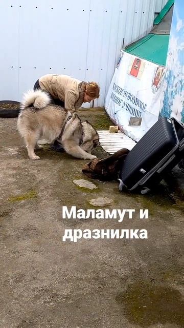 маламут и кошачья дразнилка любимая игрушка игра #маламут #хаски #прогулка #собака #dog #husky смотреть онлайн