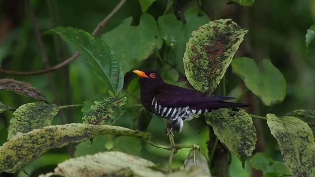 VC.MOV смотреть онлайн