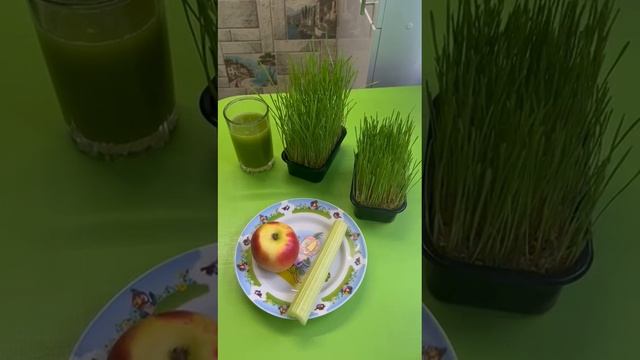 СМУЗИ ИЗ ПРОРОСТКОВ ПШЕНИЦЫ