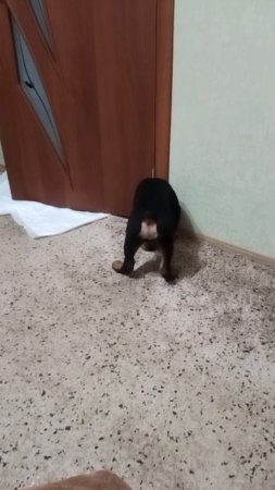 Жорик. Пока никто не видит.