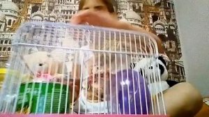 Подарок на день рождения!Подарили хомяка!?