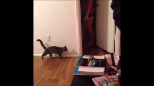 FUNNY CATS Compilation 2015 приколы с котами 2015, смешные кошки 2015