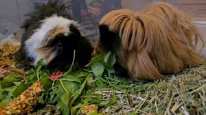 Морские свинки ,Kiki, Brany