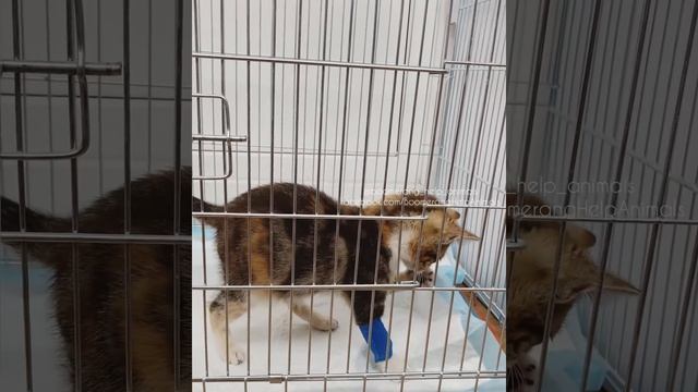 Полуслепая кошечка. Продолжение. смотреть онлайн