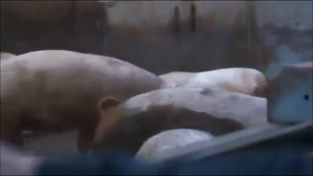 Le jambon ibérique Pata negra Bellota sur France 5 : Jamonarium.com смотреть онлайн