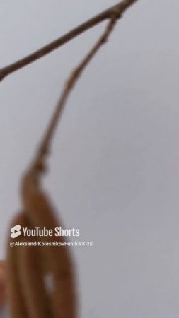 Фундук Трапезунд.После цветения пришли снег и мороз.Поздние опылители.