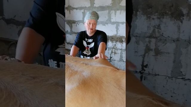 очень сильно стали кусать слепни и овода
