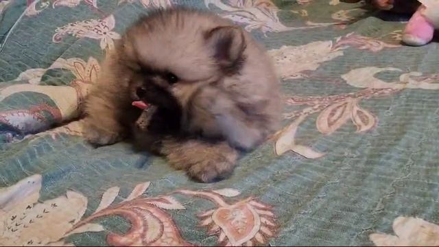 VID-20250207-WA0006 смотреть онлайн