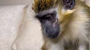 ASMR Feet Grooming Relaxing Monkey Sleep