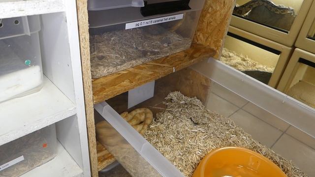 TOUS MES PANTHEROPHIS GUTTATUS ( REPRODUCTION ) !!!! - REPTI'STORE
