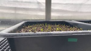 Tea babies!  Looks like another productive year :).
