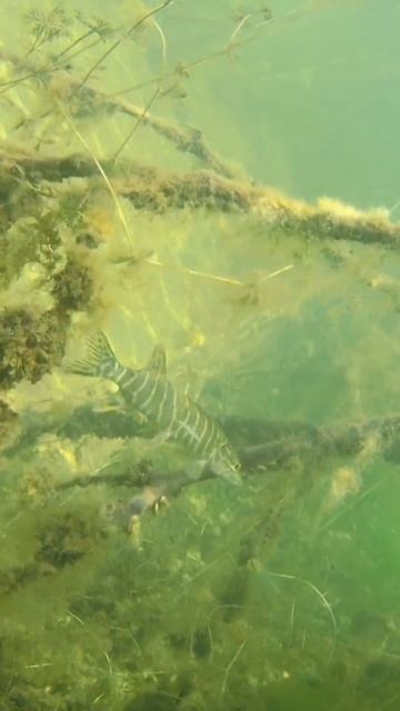 Марафон щук. #калининградскаяобласть #подводнаяохота #щука #природа смотреть онлайн